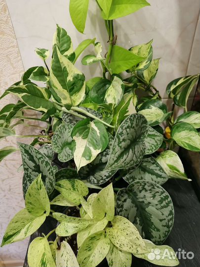 Эпипремнумы, сциндапсусы