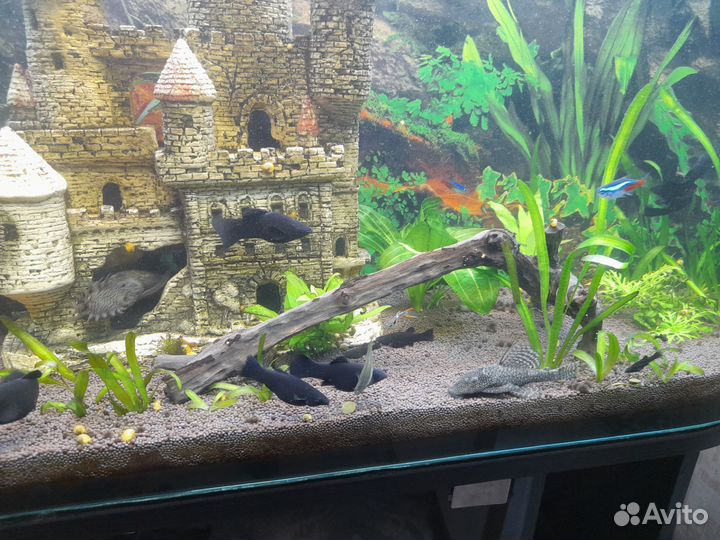 Сомики анциструсы