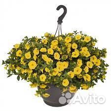 Кашпо подвесные с цветущим калибрахоа