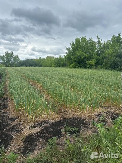 Продам озимый чеснок