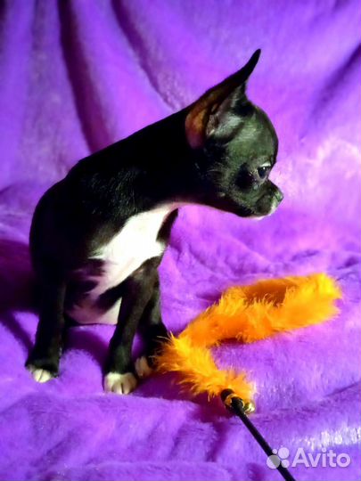 Чихуахуа мини и средний стандарт