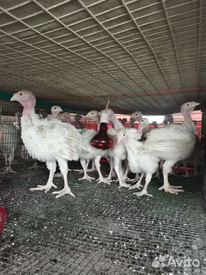 Индюки индюшата