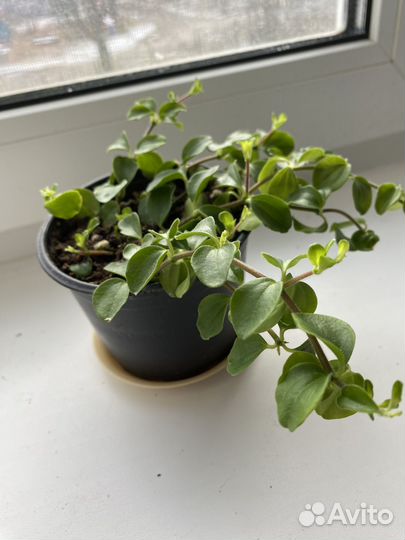 Комнатные цветы