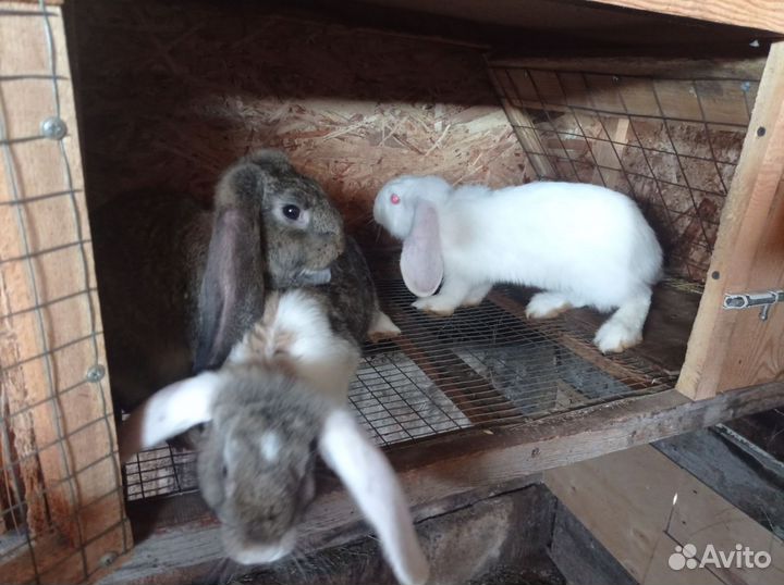 Кролики мясных пород