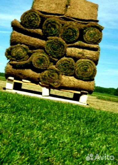 Рулонный газон 