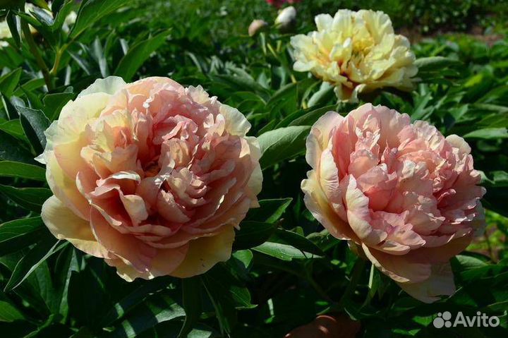 Пион Canary Brilliants