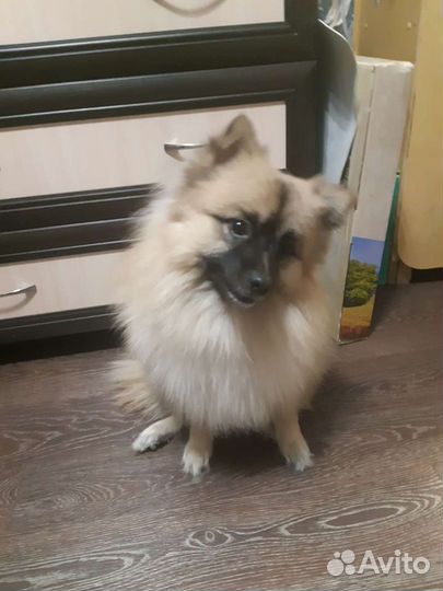 Немецкий шпиц вязка