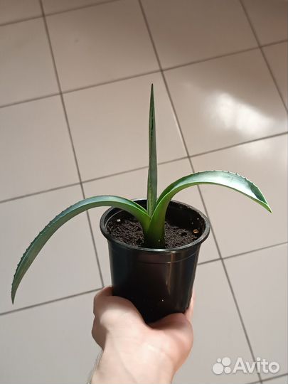 Агава голубая