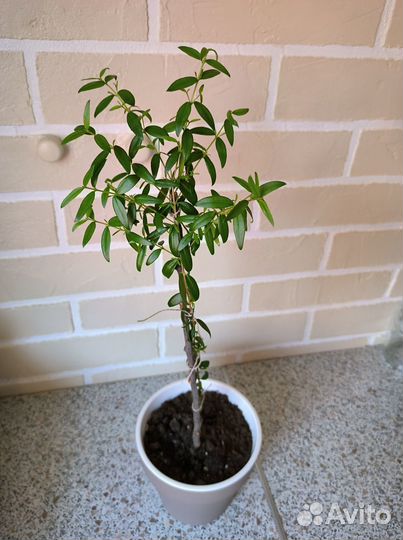 Мирт для формирования