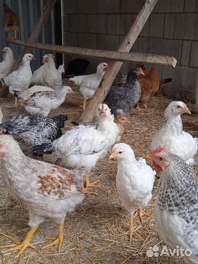 Цыплята 2.5 месяца