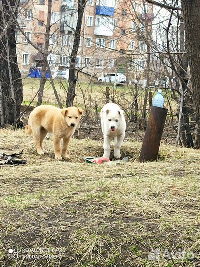 Собаки бесплатно в добрые руки щенки