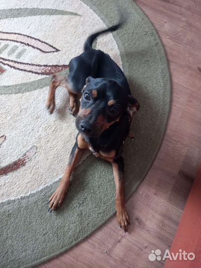 Вязка, Собака