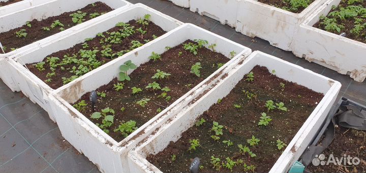 Саженцы малины ежевики и смородины