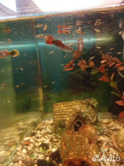 Аквариумные рыбки гуппи