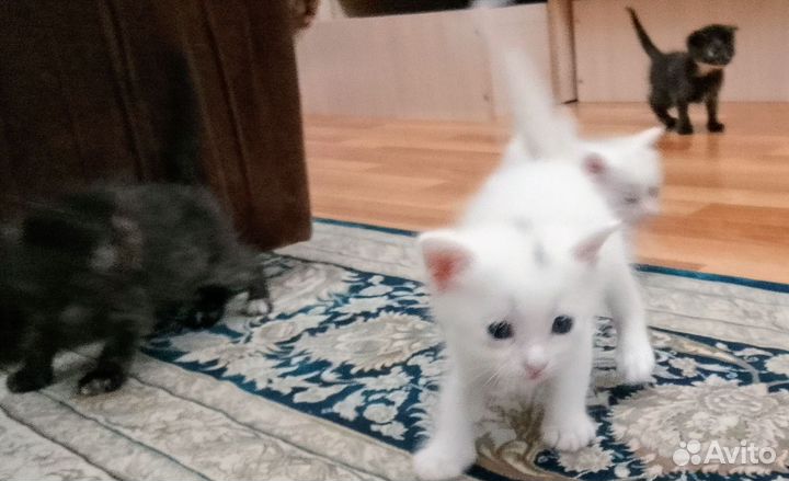 Котята в добрые руки