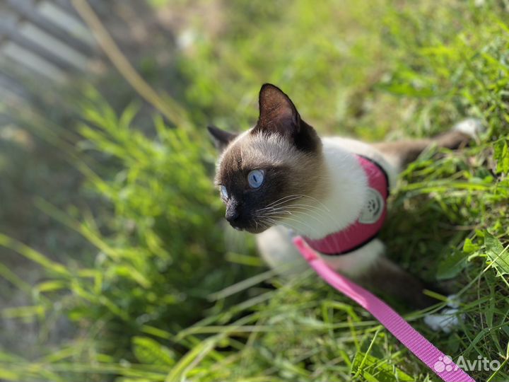 Сиамская кошечка вязка