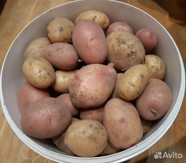 Картофель молодой