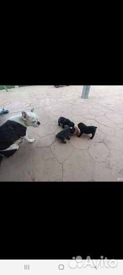 Французский бульдог