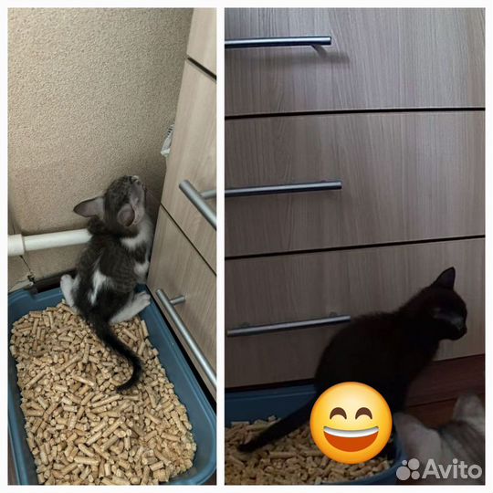 Котенок в добрые руки