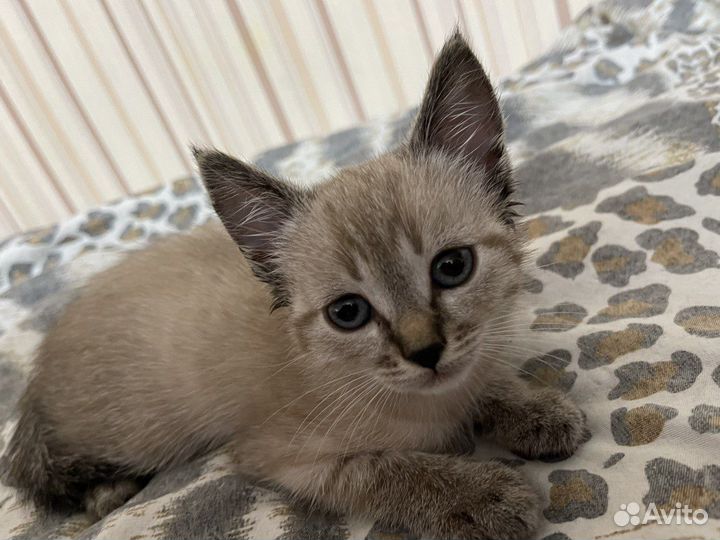 Котенок мальчик