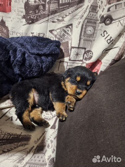 Щенки ротвейлера продажа