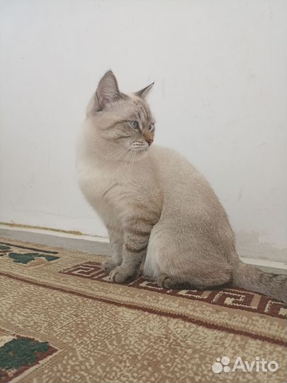 Тайская