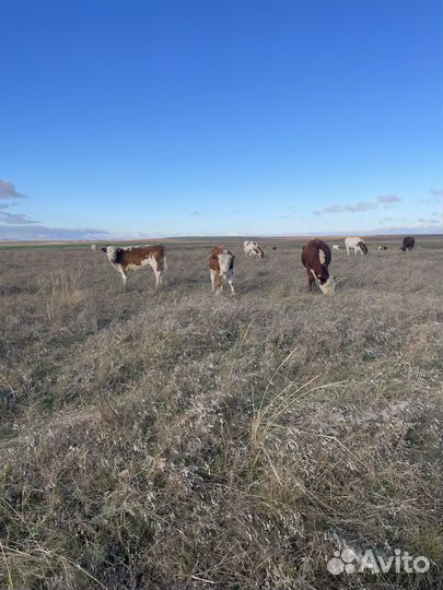 Бычки и телочки
