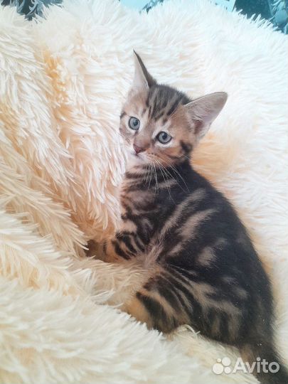 Котенок метис. Девочка 2 месяца