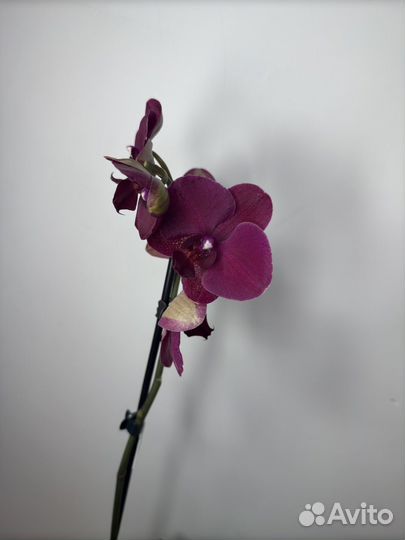 Орхидея фаленопсис