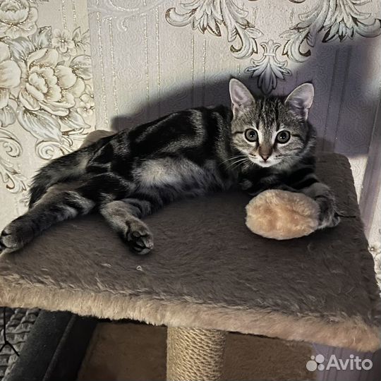 Отдам кошечку