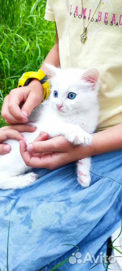 Котёнок ангора мальчик