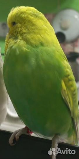 Девочка чех ввп