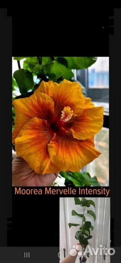 Гибискусы флоридскиe