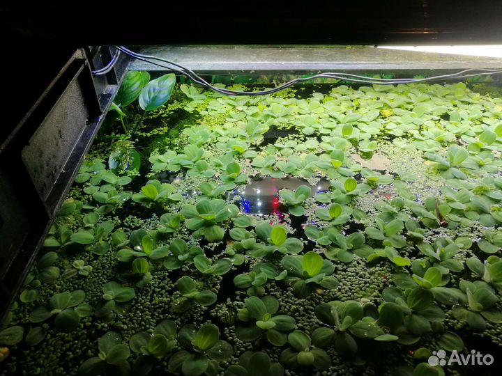 Аквариумные растения