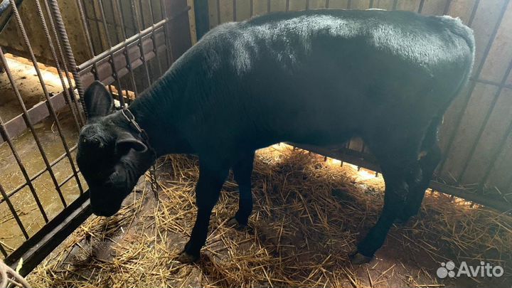 Теленок месячный