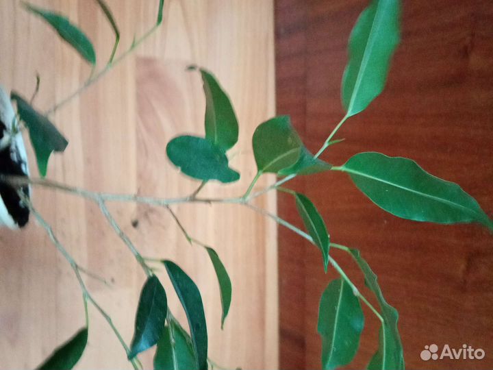 Диффенбахия