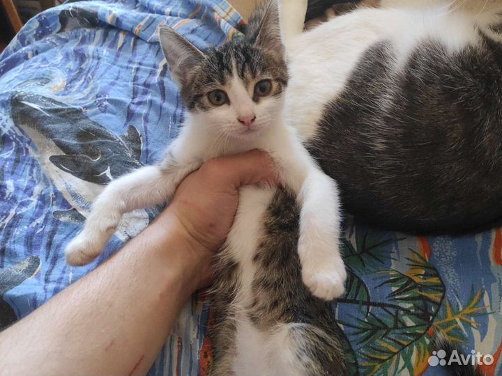 Котёнок в добрые руки