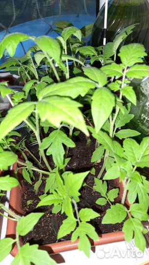 Рассада томатов