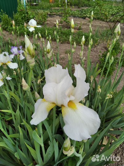 Цветы(ирис бородатые)