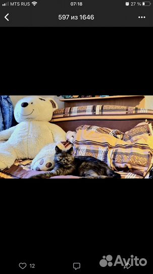 Отдам кошку в добрые руки