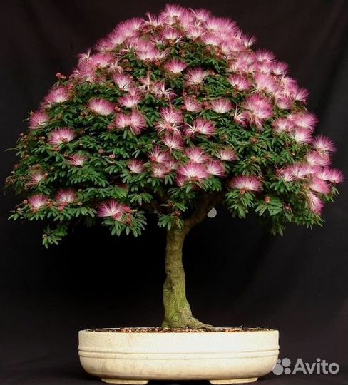 Семена Бонсай