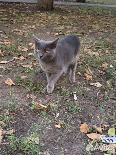 Серый красавец котенок