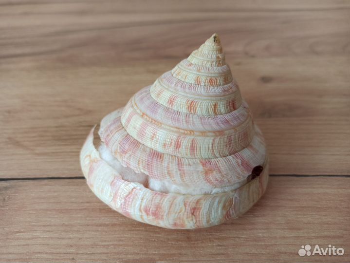 Морская раковина