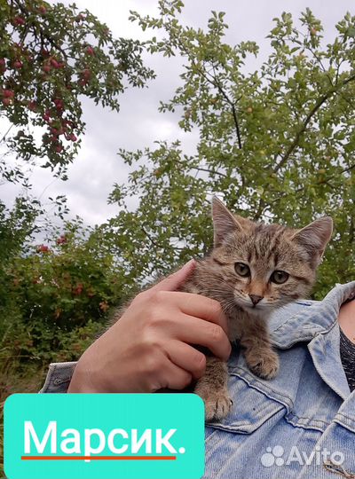 Котята в добрые руки даром