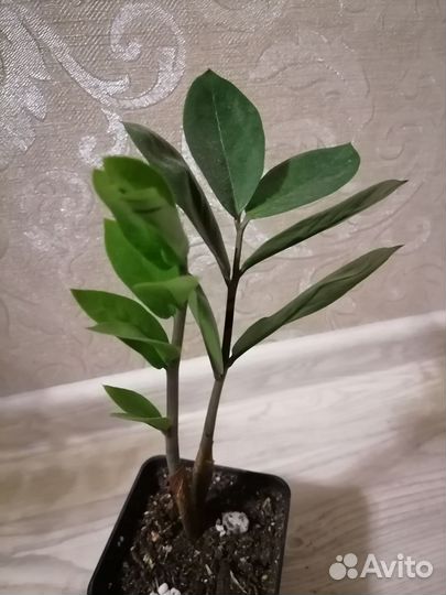 Замиокулькасы