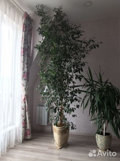 Бенджамина