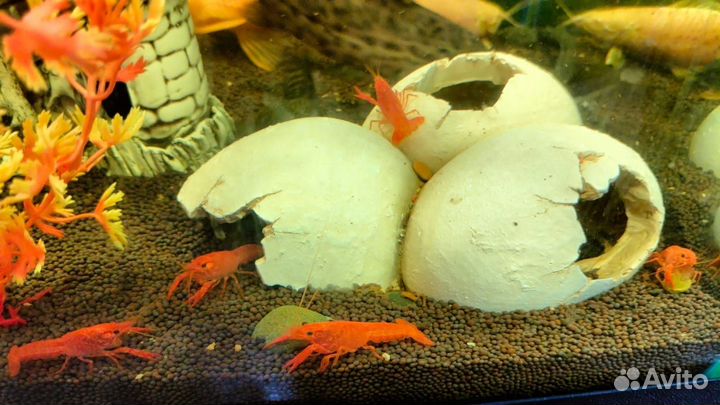 Продам аквариумных раков