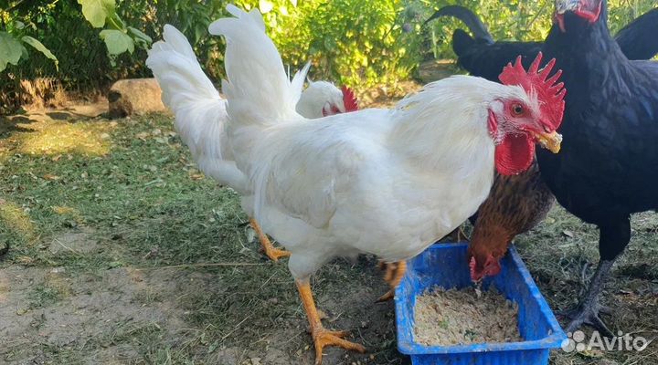 Петух Лениградский Белый