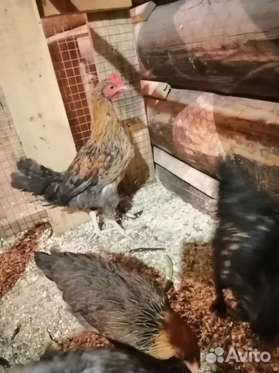 Продам петушков