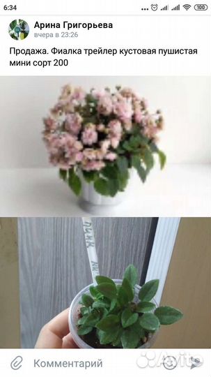 Фиалки ампельные